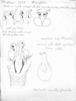 Vorschaubild Nectandra cerifolia Rohwer